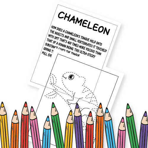 Animal Book for Kids